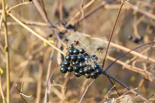 İlkbaharın başlarında İnce Kuru Dallar 'da büyüyen Koyu Mavi Böğürtlen Kümesi