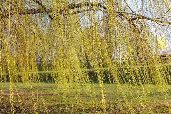 Baharın başlarında Mavi Gökyüzüne karşı Ağlayan Söğüt Ağacı 'nın Sarı Dalları