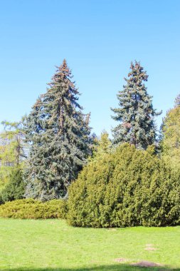 Görkemli Mavi ladin ağaçları Yeşil Bahçe 'nin üzerinde yükseliyor Açık Bahar Günü