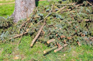 Orman zemininde devrilmiş ağaç dalları ve bitki kalıntıları Doğal Çürüme Sürecini gösteriyor
