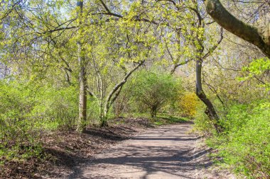 Parlak yeşil yapraklı güneşli bahar ormanı yolu ormanlık alanda doğal bir tünel oluşturuyor.
