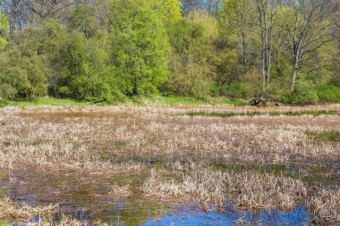 Taze Yeşil Ağaçlar ve Doğal Rezervde Altın Kurutulmuş Sazlıklarla Serene Spring Wetland