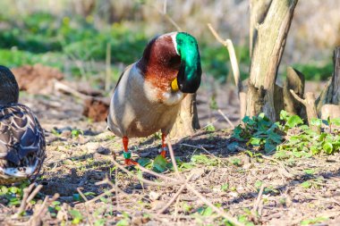 Canlı Yeşil Başlı Renkli Erkek Mallard Ördeği Bahar Çimlerinin Üzerinde Duruyor