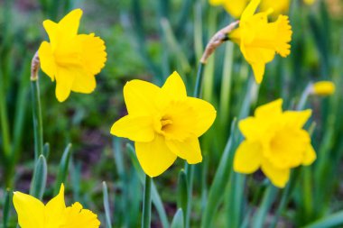 Açık Sarı Bahar Nergisleri Yumuşak Yeşil Kökler ve Doğal Bokeh Arkaplanıyla Yakın Çekimde