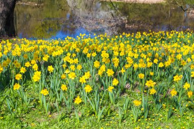 Büyüyen Sarı Nergis Alanı Canlı Bahar Manzarası Oluşturuyor