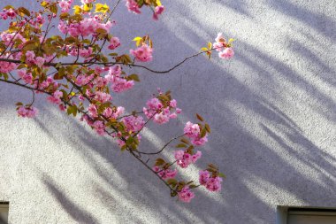 Hassas Pembe Kiraz Çiçeği Dalları Somut Yüzeyde Güzel Gölgeler Yapıyor
