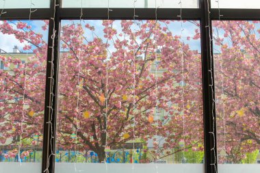 Tam Çiçekli Kiraz Ağacı Modern Ofis Pencere Çerçevesinden Bahar Günü Göründü