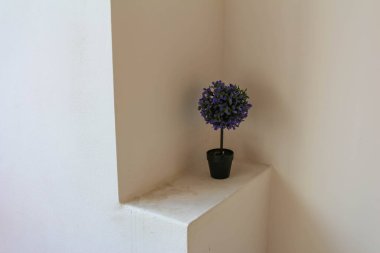 Minimalist İç Tasarım Alcove Köşesine yerleştirilmiş Beyaz Saksıdaki Küçük Dekoratif Topiary Ağacı