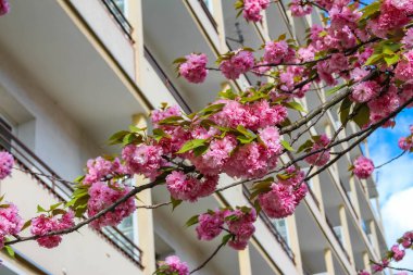 Mavi Gökyüzü Arkaplanı Karşısındaki Pencere Çerçevesinde Pembe Kiraz Çiçekleri