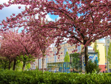 Canlı Pembe Kiraz Çiçekleri Kentsel Park 'ta çiçek açıyor Arka planda Modern Binalar ile İlkbahar Günü