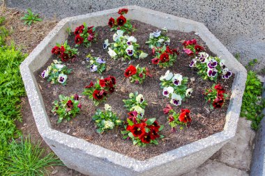 Canlı Kırmızı ve Beyaz Çiçekli Sekizgen Beton Fabrikası Şehir Bahçesi Estetiği Oluşturuyor