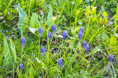 Narin Mor Bahar Çiçekleri Yeşil Çimenler Arasında Doğal Çayırda Çiçek Açıyor