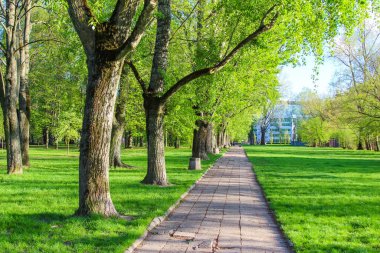 Yeşil Park 'ta Ağaç Çizgili Yol Şekli Güneş Işığıyla İlkbaharda Doğal Koridor Oluşturuyor