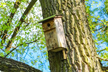 Tahta Kuş Evi Bahar Ormanı 'ndaki Ağaç Gök Gök Kabuğu' na monte edildi