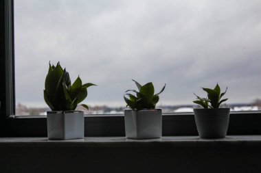 Windowsill 'deki Beyaz Saksılarda Küçük Sulu Bitkiler Sırası Bulutlu Gökyüzü Görünümü Ötesi