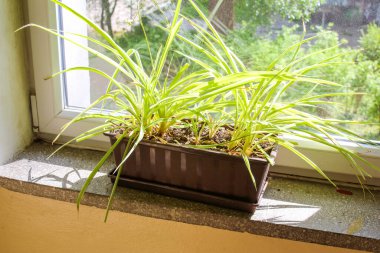 Pencere Kutusunda Büyüyen Canlı Örümcek Bitkileri Ev Ayarlarında Güneş Işığını Yakalıyor