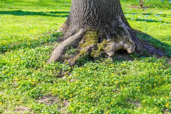 Korunmasız Kökleriyle Eski Ağaç Gövdesi Park Ayarlarında Taze Bahar Çimenlerine Yayılıyor