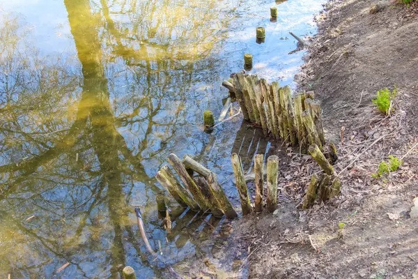 Güneş ışığının yansımasıyla sığ göl suyundan çıkan yıpranmış ağaç kütükleri doğal sanat eserleri yaratıyor.