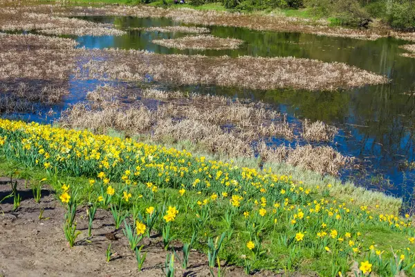 Canlı Sarı nergisler Baharda Mavi Su Yansıması ile Sular Altında Çiçek Açar