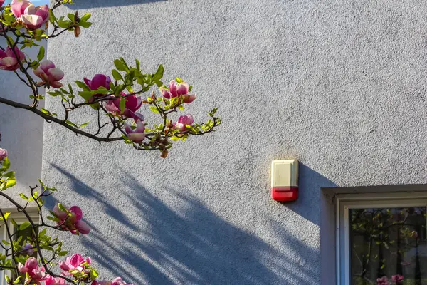Bahar Işığında Beyaz Hareket Algılayıcı ve Çiçek Açan Kiraz Ağacı Şubesi ile İnşa Köşesi