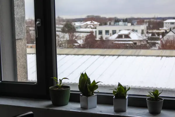 Pencere kenarındaki Küçük Saksıda Sulu Bitkiler Kış Kar Manzarası Dışarısı