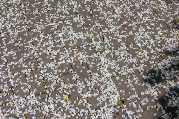 Açık Hava Eğlence Alanındaki Karışık Çakıl ve Çakıl Taşı Yüzeyi 'nin Yakın Dokuları