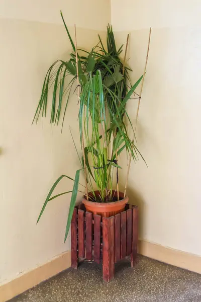 Odunluktaki Uzun Dracaena Bitkisi Tarafsız Oda Köşesine Dikey Yeşil Element Ekliyor