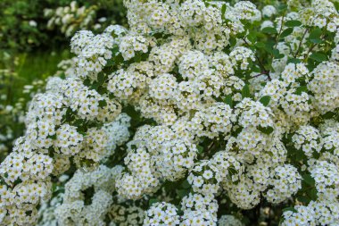 Bahar çalılarının narin beyaz çiçekli dalları yakın planda çekiliyor. Karmaşık çiçek kümeleri sergiliyorlar.