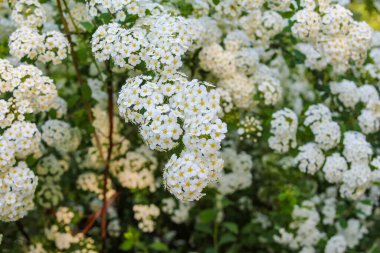 Bahar bahçesindeki çiçeklerin detaylı yapısını gösteren beyaz çalı dallarının yakın çekim makro görüntüsü