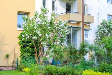 Çiçekli yasemin çalısı, şehir bahçesindeki sarı apartmanın yanında beyaz çiçekler.