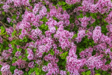 İlkbaharda açan lavanta çiçeklerinden oluşan yoğun kümeler bereketli bir duvar halısı oluşturur.