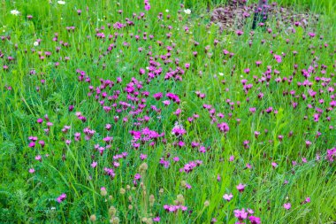 Narin pembe dianthus çiçekleri doğal çayırlarda canlı yeşil çimenler arasında çiçek açıyor.