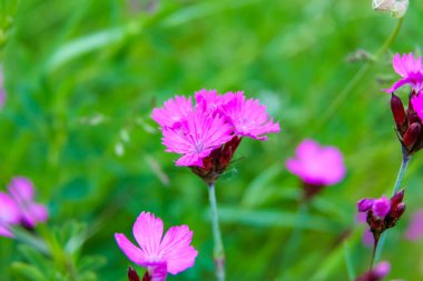 Yeşil Çimen Tarlasında açan narin Pembe Dianthus Çiçekleri Yumuşak Doğal Işıklarıyla Canlı Renklerini Vurguluyor