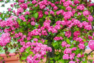 Canlı Pembe Azalea Çiçekleri, Bahar Bahçesi 'ndeki Terra Cotta Pot' ta Şelale Şelalesinde