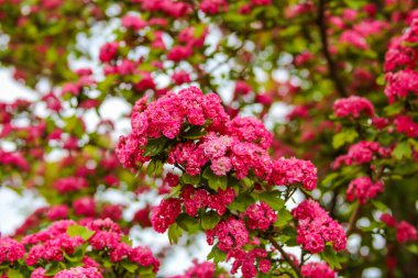 Tam Bahar 'da Pembe Çatlak Çiçekleri Mavi Gökyüzüne Karşı Görkemli Çiçek Gösterisi Oluşturuyor