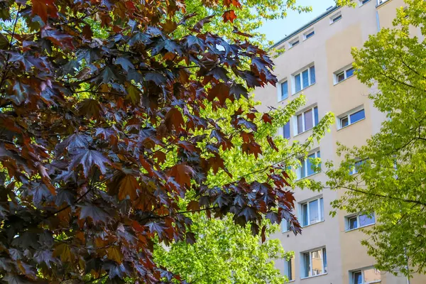 Mor yapraklı ağaç, bahar aylarında kentsel yerleşim alanındaki apartmanlara karşı doğal bir tezat oluşturuyor.