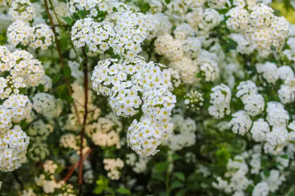 Bahar bahçesindeki çiçeklerin detaylı yapısını gösteren beyaz çalı dallarının yakın çekim makro görüntüsü