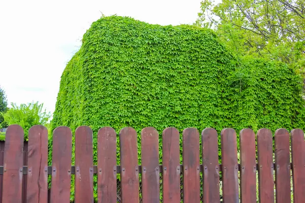 Yoğun yeşil sarmaşık ahşap çitleri tamamen kaplıyor konut bahçesi ortamında doğal mahremiyet ekranı oluşturuyor
