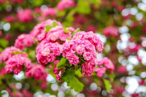 Canlı Pembe Gül Kümeleri Bahçe Ayarlarında Bulanık Yumuşak Arkaplan Karşısında Tam Bahar Zaferiyle Çiçek Açar