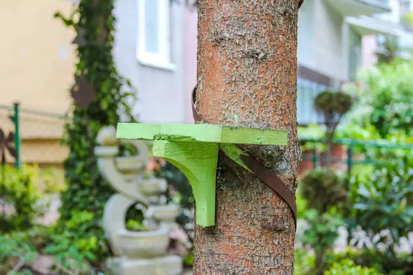 Sarmaşığa sarılı ağaç gövdesine yakın plan bulanık bahçeye karşı