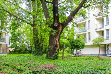 Olgun Ağaçlar ve Modern Apartman Binası ile Yeşiller Şehir Parkı Bahar Günü