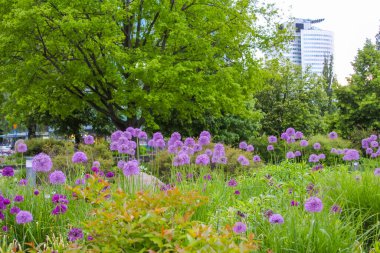 Canlı Bahar Bahçesi Mor Allium Çiçekleri ve Yemyeşil Ağaçlar Şehir Parkı Peyzajı