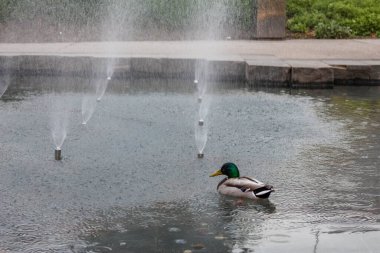 Güneşli bir günde, Mallard Duck Şehir Parkı 'ndaki Puslu Çeşme Spreyi' nde Yüzüyor