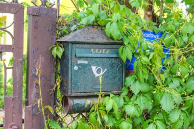 Geleneksel Yeşil Posta Kutusu Çevrelenmiş Taze Bahar Sarmaşığı Tahta Posta Yaprakları