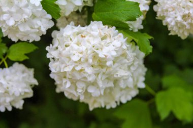 Beyaz Ortanca Çiçeklerinin Aşırı Yakın Çekimi Karmaşık Çiçek Yapısı ve Yumuşak Dokuları Ortaya Çıkartıyor