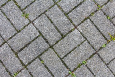 Yıpranmış Gri Taş Şablonu 'nun Ayrıntılı Görünümü Küçük Bitkiler Yarıklarda Büyüyor