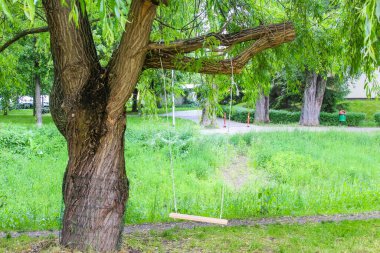 Lush Green Park Ayarları 'ndaki Olgun Ağaç Dalından Sallanan Kırsal Ahşap Salıncak