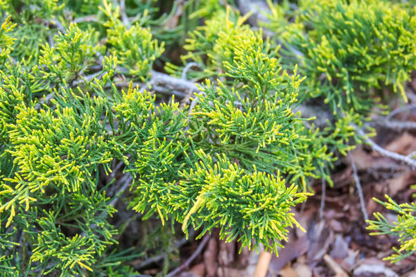 Vibrant Green Foliage Close-up with Fresh Spring Leaves in Natural Sunlight