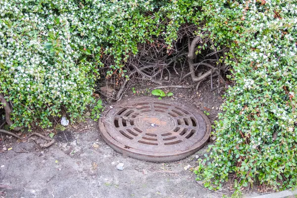 Şehir Parkı 'ndaki Bahar Arazi Örtüsü Tesisleriyle çevrili Kentsel Drenaj Kapağı