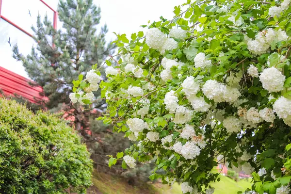 Kırmızı Binaya Karşı Beyaz Çiçekli Çalı Bahçe Ayarlarında Çarpıcı Renk Karşıtlığı Oluşturuyor
